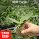 蝴蝶蘭花苗盆栽室內觀(guān)花植物桌面年宵花卉四季好養開(kāi)花綠植 蝴蝶蘭小苗【1.7寸】1顆 隨機色