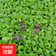 重瓣矮牽?；绶好肋M(jìn)口花期長(cháng)四季好養易活易爆盆陽(yáng)臺庭院花卉 重瓣矮牽?；焐?0株 不含盆