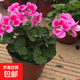 天竺葵盆栽花苗四季開(kāi)花植物室內陽(yáng)臺驅蚊蟲(chóng)重瓣花卉盆栽帶土發(fā)貨 天竺葵【粉色】