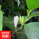 正宗嫁接白玉蘭花盆栽黃蘭花室內室外植物四季開(kāi)花黃角蘭濃香型 [白玉蘭]50-60厘米 嫁接苗 帶簡(jiǎn)易生產(chǎn)盆