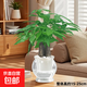 九里香濃香型水培客廳陽(yáng)臺辦公桌綠植小盆栽四季開(kāi)花植物盆栽 三桿發(fā)財樹(shù)+透明自動(dòng)吸水魚(yú)缸盆