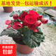 重瓣麗格海棠盆栽帶花苞四季開(kāi)花不斷玫瑰玻璃海棠花室內陽(yáng)臺花卉 紅色帶花