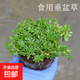 正宗新鮮垂盆草盆栽央視垂盆草中藥材垂盆草新鮮苗菜護肝草垂蓬草 一盆 垂盆草（25-30顆枝條） 含盆