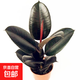 黑金剛橡皮樹(shù)花卉綠植室內小盆栽觀(guān)葉植物書(shū)房辦公桌客廳好養美觀(guān) 15cm高1棵三片葉子特小苗