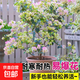 三角梅大苗盆栽綠櫻老樁三角梅室內外植物四季好養活 三角梅大苗綠櫻40-50厘米（不含盆）