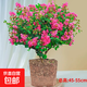 紫薇花苗盆栽帶花苞好養活 紅紫薇花【原土無(wú)盆】
