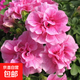重瓣矮牽?；绶好肋M(jìn)口花期長(cháng)四季好養易活易爆盆陽(yáng)臺庭院花卉 重瓣矮牽牛瀑布粉紅10株 不含盆