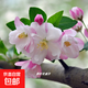 海棠樹(shù)苗庭院西府垂絲海棠花盆栽地栽大型四季花卉耐寒南北方種植 西府海棠【2cm粗】