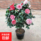 帶花苞茶花盆栽四季樹(shù)苗山茶花苗室內植物好養五色赤丹濃香型花卉 五色赤丹【5年苗花期帶花苞】 不含盆