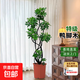 【基地直發(fā)】造型鴨腳木盆栽辦公室內客廳大型綠植 培育盆【自己有盆的拍】 【造型隨機】整體高1.3-1.5米