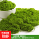 仿真苔蘚草皮造景仿生假青苔微景觀(guān)布置擺件草坪盆景盆栽鋪面裝飾 絲狀苔蘚淺綠30克