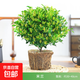 香水米蘭花盆栽室內四季開(kāi)花濃香好養老樁盆景綠植花卉植物 米蘭花大苗（不含盆）