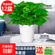 綠蘿盆栽室內植物新房家用吸除甲醛凈化空氣綠植花卉優(yōu)選 12盆（180#大綠蘿龍蛋吸水盆） 含盆