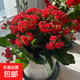 長(zhǎng)壽花盆栽重瓣金狐貍大花帶花苞花苗四季室內(nèi)開(kāi)花好養(yǎng)的花卉植物 （A級(jí)精品）國(guó)旗紅【帶花苞 原盆發(fā)貨】 帶盆栽好