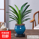 君子蘭盆栽四季常青植物室內辦公室豪華好養客廳喬遷綠植蘭花苗 3年大苗君子蘭+天藍色手工盆+鏤空底座