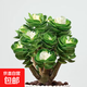 金錢木老樁多肉植物辦公室內(nèi)桌面盆栽綠植 金錢木帶錦大老樁帶簡易盆