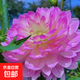 芍藥花苗種根塊重瓣四季開(kāi)花陽(yáng)臺庭院植物盆栽耐寒花卉易活好養 C7號多蝶 帶芽芍藥根塊【3棵裝】