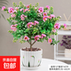 紫薇花盆栽植物樹(shù)室內陽(yáng)臺庭院觀(guān)花四季好養百日紅耐熱老樁樹(shù)苗 紫薇花+花語(yǔ)盆