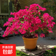 綠纓三角梅盆栽帶花樹(shù)苗四季花卉老樁開(kāi)花植物苗重瓣爬藤三角梅花 紅裙6年苗【40-50cm高】【原盆原土發(fā)貨】 帶盆栽好
