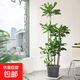 【基地直發(fā)】螺紋鐵盆栽大型綠植辦公室內四季常青懶人好養植物 原始盆（運輸中易開(kāi)裂） 5層螺紋鐵|整高120CM-140CM