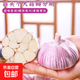 【特惠】精品山東金鄉紫白皮大蒜農戶(hù)產(chǎn)地直發(fā)蔬菜涼拌小龍蝦調料 100g（4.5-5.5cm）