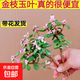 金枝玉葉老樁盆栽多肉植物批發(fā)室內花卉耐旱懶人好養棒棒糖造型 金枝玉葉 2棵 【不帶盆土 】