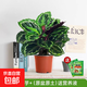 網(wǎng)紅新飛羽竹芋小盆栽客廳耐陰觀(guān)葉植物辦公室內海芋桌面綠植好養 彩虹竹芋簡(jiǎn)易盆