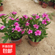長(cháng)春花盆栽花苗四季梅金達萊四季開(kāi)花多年生陽(yáng)臺庭院天天開(kāi) 【熱銷(xiāo)】?jì)深w【帶花帶花苞】 帶盆栽好