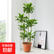 【高1.2-1.3米】螺紋鐵盆栽大型綠植辦公室內四季常青好養植物 培育盆（自己有盆的拍） 整體高度120-130CM