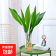 水培一葉蘭綠植室內盆栽四季常青客廳網(wǎng)紅水養植物好養活懶人綠蘿 一葉蘭50-60cm高6枝【單發(fā)植物】