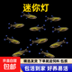 迷你燈魚(yú)滿(mǎn)天星熱帶觀(guān)賞小型紅綠燈草缸群游燈科魚(yú)活體包郵觀(guān)賞魚(yú) 1.5cm迷你燈5條送2條備損