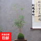 苔蘚球植物米竹紅觀(guān)音竹金明竹水培盆景客廳室內桌面觀(guān)賞竹子盆栽 苔蘚球紅觀(guān)音竹3-4桿左右 不含盆