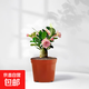 沙漠玫瑰多肉植物室內(nèi)綠植盆景多季花卉老樁小好養(yǎng)活盆栽辦公桌面 沙漠玫瑰（原土）
