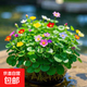 銅錢(qián)草招財水培植物辦公室桌面盆栽金錢(qián)草花卉室內水養綠植吸甲醛 混色一盆 不含盆