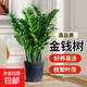 金錢(qián)樹(shù)盆栽植物室內花卉大型客廳好養綠植大搖錢(qián)招財小發(fā)財樹(shù)開(kāi)業(yè) 金錢(qián)樹(shù)30-40厘米（不含盆）