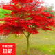 紅楓樹苗四季紅庭院別墅綠化正宗名貴耐寒耐旱綠化北方種植物盆栽 日本紅楓1米高