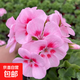 天竺葵盆栽花苗四季開(kāi)花植物室內陽(yáng)臺驅蚊蟲(chóng)重瓣花卉盆栽帶土發(fā)貨 天竺葵【花仙子】