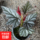 鱒魚(yú)秋海棠白冰富士山熱帶植物鮮花綠植花盆馬丁之謎室內客廳花園 海薇秋海棠 帶盆栽好