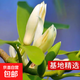 白蘭花盆栽玉蘭花樹(shù)苗帶花苞黃蘭陽(yáng)臺庭院濃香型花卉四季花卉植物 白蘭3年苗高40-50cm