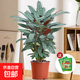 網(wǎng)紅新飛羽竹芋小盆栽客廳耐陰觀(guān)葉植物辦公室內海芋桌面綠植好養 新飛羽高70-80cm簡(jiǎn)易盆