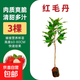 紅毛丹樹(shù)苗嫁接苗南方種植當年結果毛荔枝苗地栽盆栽果樹(shù)苗 紅毛丹嫁接苗3棵60-80cm帶土帶葉 15cm(含)-30cm(不含)