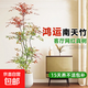 南天竹盆栽客廳大型植物綠植高級感真樹(shù)辦公室內高端落地盆景 多頭南天竹1.5-1.7m高4-6分枝+米白聚寶盆