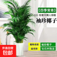 散尾葵大盆栽客廳大型綠植室內辦公室鳳尾竹盆景袖珍椰子花卉 袖珍椰子高1.3-1.6米+鉆石樹(shù)脂盆