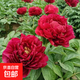 耐寒重瓣觀(guān)賞芍藥花苗種根帶芽庭院易活室內室外盆栽牡丹花卉植物 老忠誠 帶多芽5年苗當年開(kāi)花