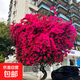 綠纓三角梅盆栽帶花樹(shù)苗四季花卉老樁開(kāi)花植物苗重瓣爬藤三角梅花 爬藤同安紅6年苗【40-50cm高】【原盆原土7 帶盆栽好