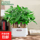 【六桿發(fā)財(cái)樹】盆栽辦公室內(nèi)桌面好養(yǎng)護(hù)觀葉綠植 六桿發(fā)財(cái)樹+SS紋樹脂方盆 無規(guī)格