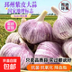 【超大果】邳州紫皮大蒜新鮮干蒜頭正宗富硒生鮮蔬菜即食調料 2斤 邳州紫皮大蒜6.0cm