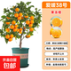 愛(ài)媛38號樹(shù)苗果凍橙果樹(shù)果苗盆栽象山紅美人樹(shù)苗橘子樹(shù)橙子水果樹(shù) 精品愛(ài)媛38號（紅美人）1棵 60cm(含)-69cm(含)
