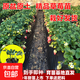 草莓苗水果苗四季種植草莓苗盆栽地栽秧苗當年結(jié)果草莓苗好養(yǎng)大果 草莓杯苗10棵