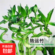 富貴竹大葉竹轉(zhuǎn)運竹觀音竹龍竹紫云竹水培四季好養(yǎng)招財富貴竹綠植 帶根轉(zhuǎn)運竹竹50cm高6根+1六角玻璃瓶+營養(yǎng)液